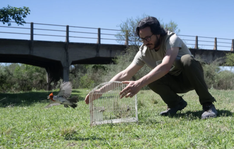 26 aves recuperadas del tráfico ilegal 